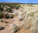 A shift from shrubland (left) to grassland (right) in the Chihuahuan Desert of New Mexico.